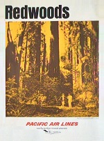 Redwoods Poster Redwoods Poster